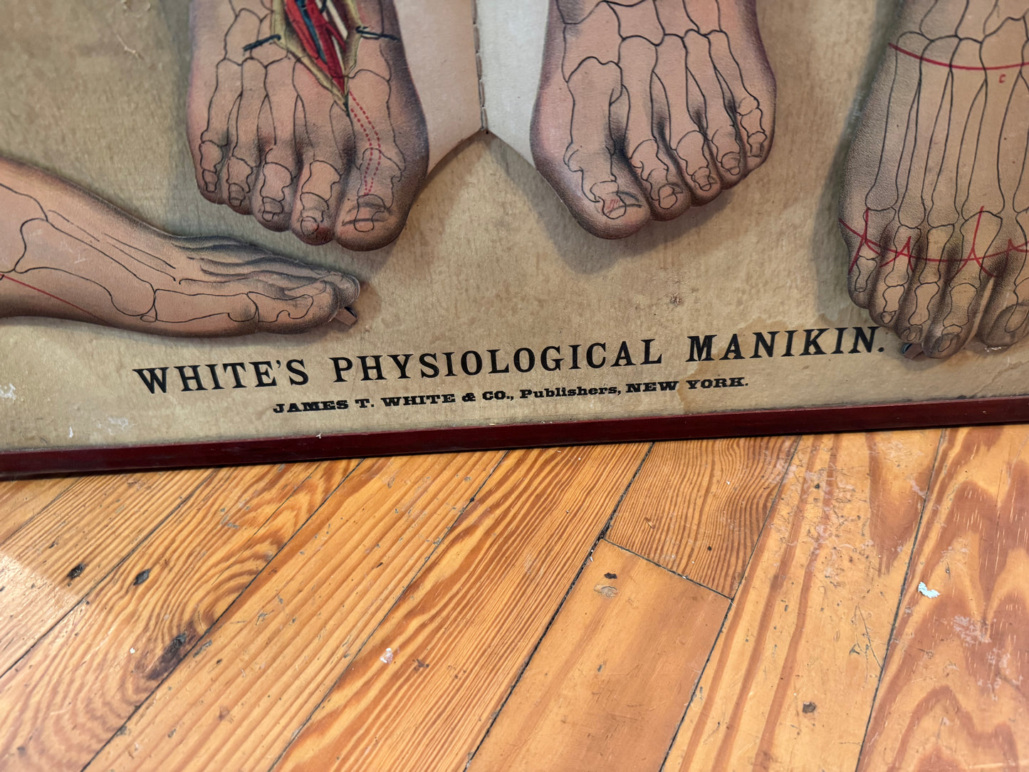 Whites Physiological Manikin 1886 Medical College Anatomy Display.